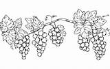 Coloring Grapevine Pages Printable Grapes Supercoloring Drawing Categories sketch template