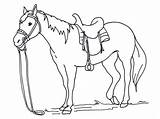 Cavallo Cavalli Disegnare sketch template