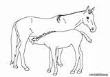 Foal Designlooter sketch template