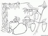 Verduras Pimenta Búlgara sketch template