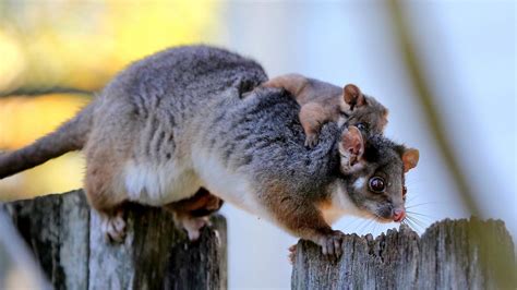 ringtail possum mother and joeys escape magpie attack