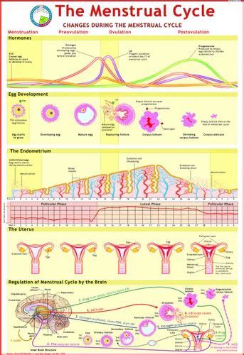 menstrual cycle chart at rs 150 piece s human anatomy charts in new