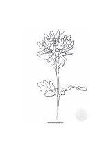 Crisantemo Colorare Tuttodisegni sketch template