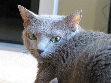 320 best male and female russian blue cat names