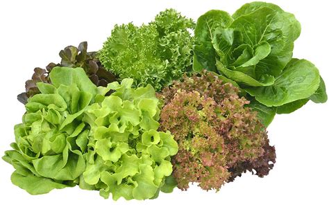 lettuce types  lettuce  vegetable gardenfrontier
