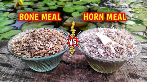 bone meal  horn meal fertilizer  hindi