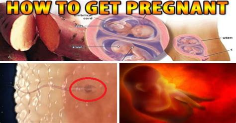 How To Get Pregnant Super Fast Best Foods And Positions