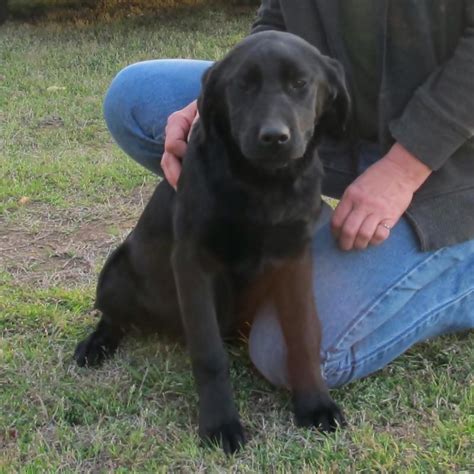 Woods Ferry Labrador All Of Our Puppies Both Male And Female Are