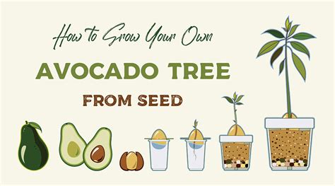 How To Grow An Avocado Tree From A Pit Farm Flavor