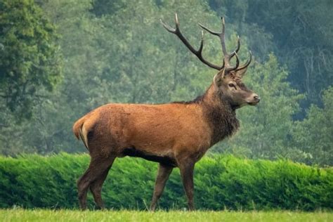 red deer facts information cervus elaphus world deer