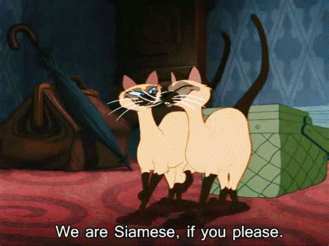 disney siamese cats s find and share on giphy