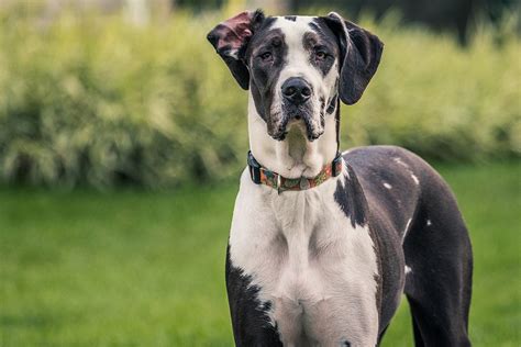 great danes believed   killed  owner  iowa ditch