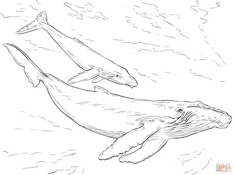 whale coloring pages png coloring pages