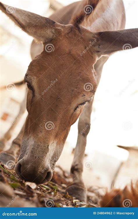 donkey stock photo image  shoot vertical