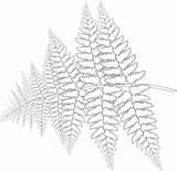 Fern Pages Print Coloring Template sketch template