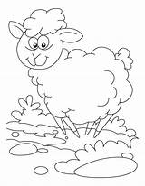 Sheep Oveja Perdida Actividades Ruminant Lucas Donation Xcolorings Coloringhome Insertion sketch template