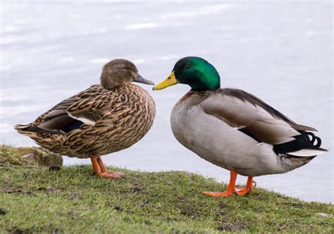 mallard duck couple stock photo image  green couple