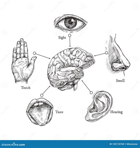 cinq sens humains   illustration de vecteur illustration du