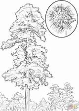 Pine Coloring Tree Pages Trees Drawing Red Cedar Printable Line Cone Ponderosa Clipart Color Getdrawings Popular sketch template