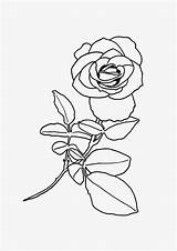 Coloring Flower Rose Red Beautiful sketch template