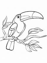 Toucan Coloring Pages Getdrawings sketch template