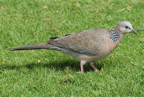 spotted dove hawaii dove eurasian collared dove  dove mourning dove spotted dove animal