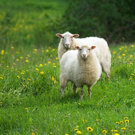 raising sheep   small farm hillsboro feed company