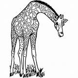Giraffe Standees Cutout Cardboard Coloring Description Reviews sketch template