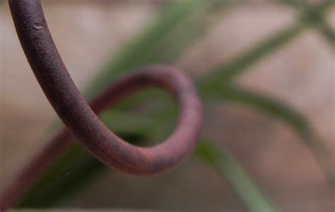 wallpaper rust nikon wire  curvy february rusty flora curve coolpix twig close