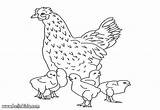Hen Chicks Coloring Pages Color Farm Hellokids Animal Print sketch template