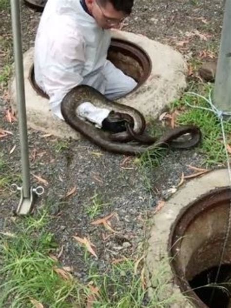 queensland sewer workers find deadly snakes  toilet pipes daily