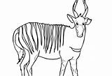 Bongo Antylopa Kolorowanka Antilope Kolorowanki Oryx Kategorii Druku Ausmalbild sketch template