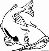 Catfish Sum Kolorowanka Coloringall Druku Redtail Popular sketch template