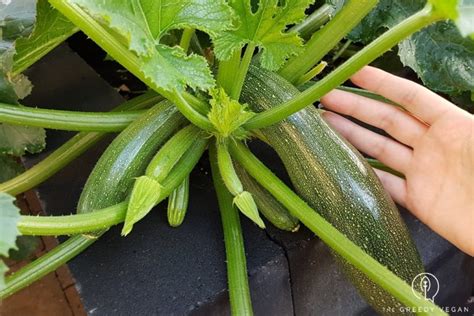 grow zucchini  seeds  greedy vegan