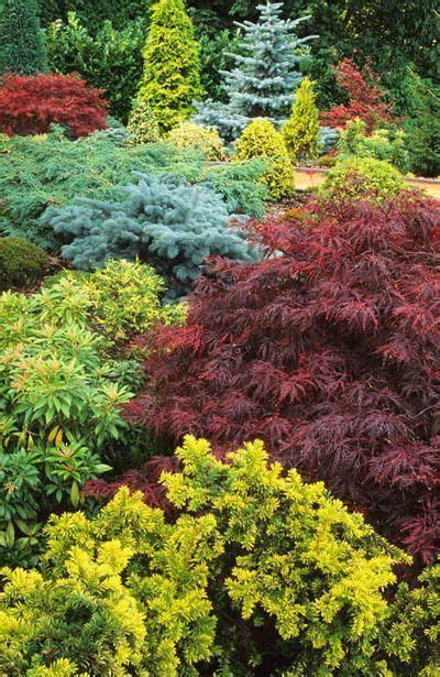 The October Landscape Japanese Maple And Conifers