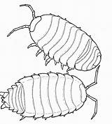 Bug Rolly Polly Roly Pill Bugs Insect Sowbug Pillbug Preschoolers Getdrawings sketch template