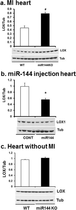 loss of mir 144 signaling interrupts extracellular matrix remodeling