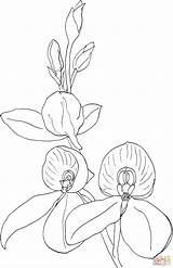 Orchid Orquidea Orquídea Dibujos Disa Kewensis Pobarvanke sketch template
