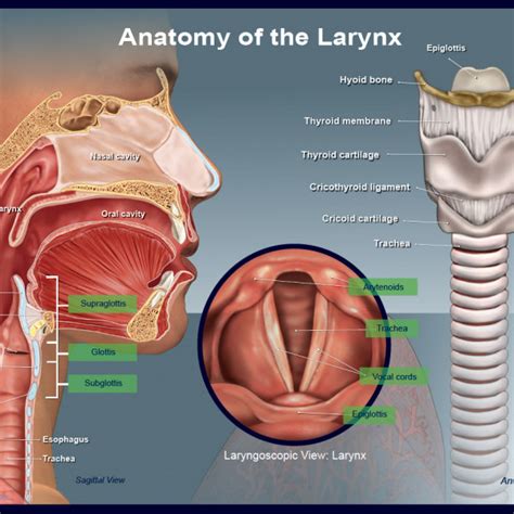 Anatomy Of The Larynx Trialexhibits Inc