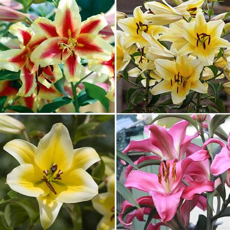 tree lily bulbs giant outdoor plants yield large oriental lilies colourful flowers   bulbs