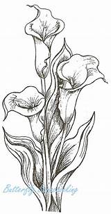 Calla Lily Drawing Coloring Flower Bouquet Pages Lilies Drawings Outline Pencil Flowers Rajzok Sketch Bing Sketches Paintingvalley Crafty Rubber Colouring sketch template