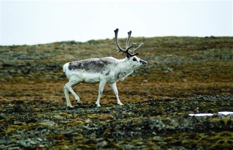 peary caribou environment  climate change