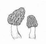Mushroom Morel Drawing Botanical Print sketch template