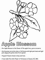 Coloring Apple Arkansas Blossom Pages Michigan Drawing Razorback Clipart Printable Flower State Razorbacks Getdrawings Color Kidzone Ws Line Designlooter Symbols sketch template