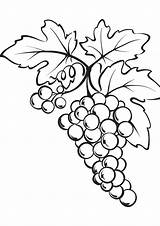 Grape Anggur Buah Grapes Colorir Kolorowanka Uvas Winogrona Uva Owoce Druku Kolorowanki Imprimir Mewarnai Wydruku Bunch Owocami Winogron Weintrauben Dzieci sketch template