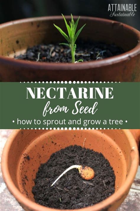 grow  nectarine tree  seed
