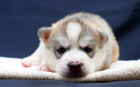 siberian husky puppies hd desktop wallpapers  hd