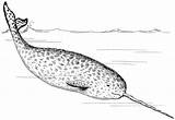 Narwhal Coloring Pages Realistic Sheet Kids sketch template