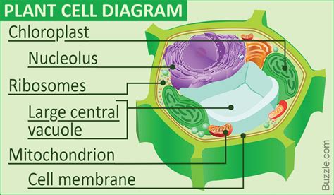 cell membrane function  plant  animal cells