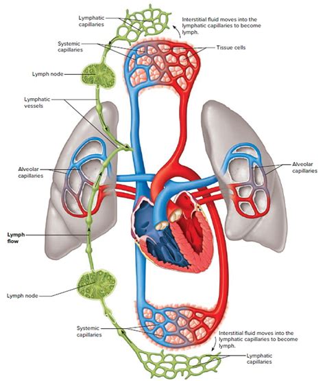 lymph nodes   swollen lymph nodes  neck groin armpit